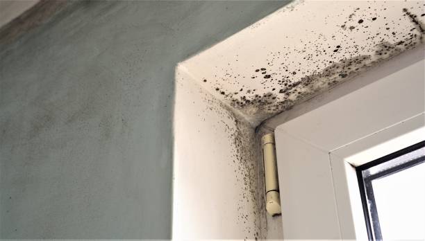 Best Mold Documentation for Insurance Claims  in Fallsburg, NY