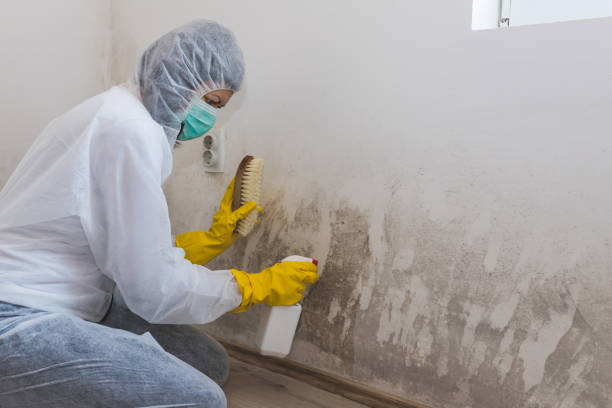 Forensic Mold Investigation in Fallsburg, NY
