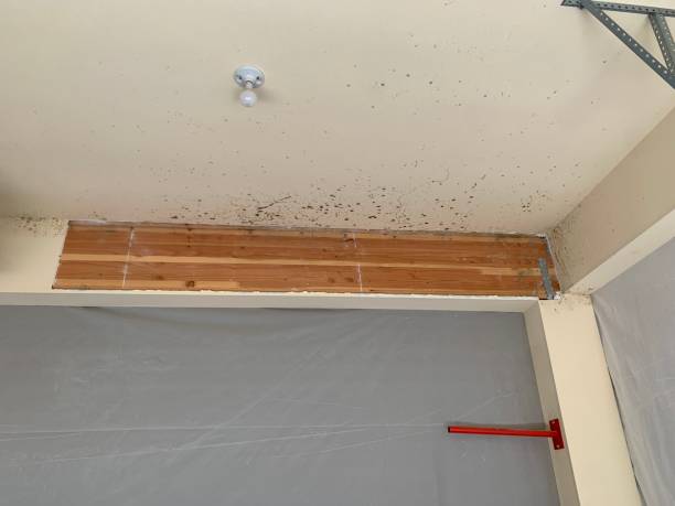 Best Emergency Mold Remediation  in Fallsburg, NY